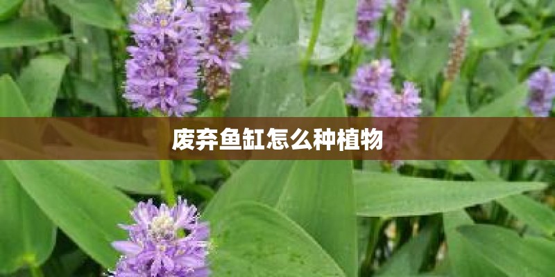 废弃鱼缸怎么种植物