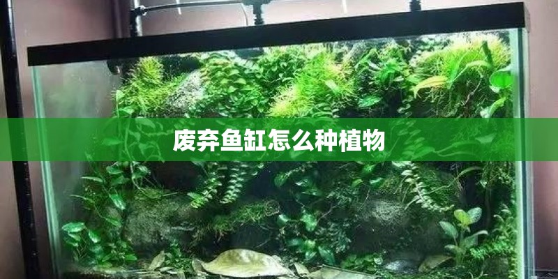 废弃鱼缸怎么种植物