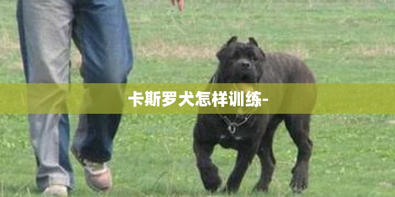 卡斯罗犬怎样训练-