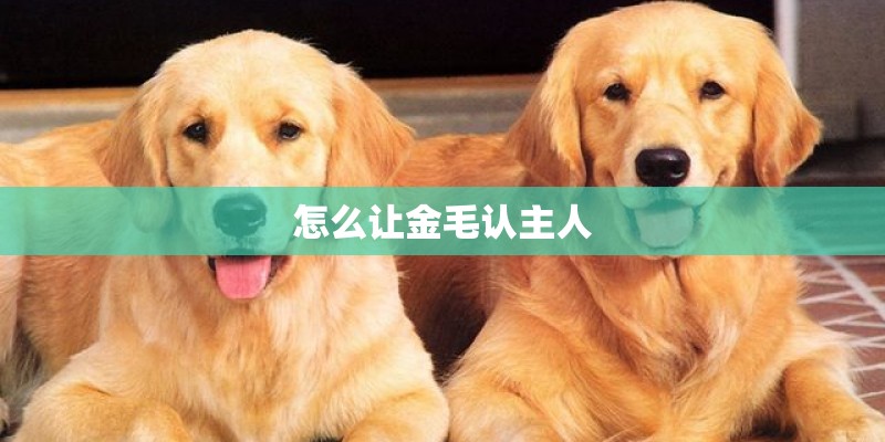 怎么让金毛认主人