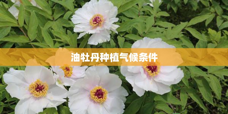 油牡丹种植气候条件