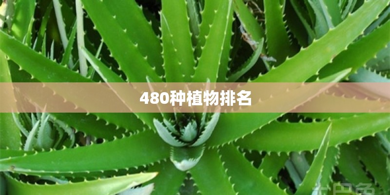 480种植物排名