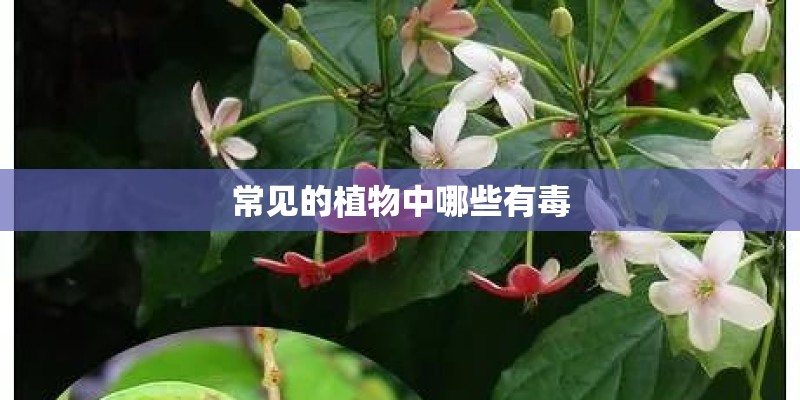常见的植物中哪些有毒