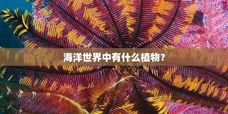 海洋世界中有什么植物？