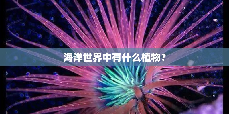 海洋世界中有什么植物？