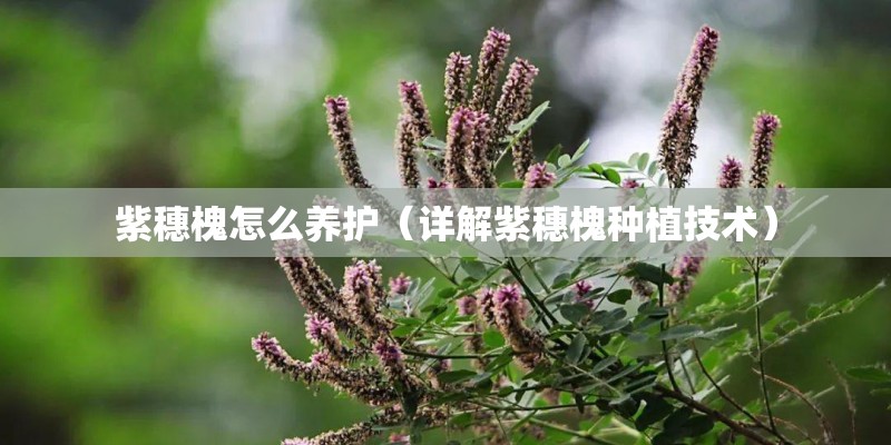 紫穗槐怎么养护（详解紫穗槐种植技术）