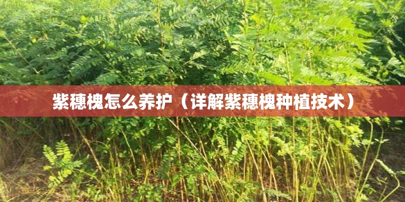 紫穗槐怎么养护（详解紫穗槐种植技术）