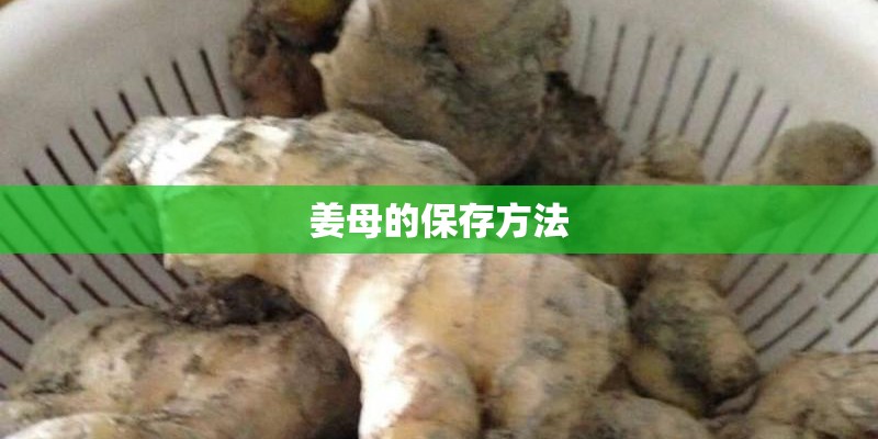姜母的保存方法