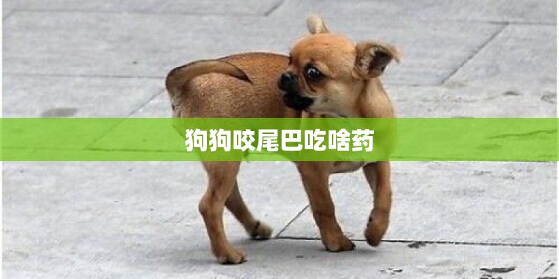 狗狗咬尾巴吃啥药