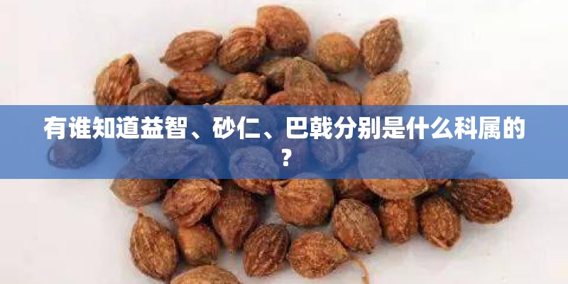 有谁知道益智、砂仁、巴戟分别是什么科属的？