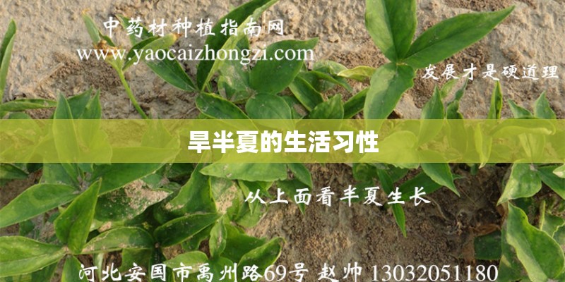 旱半夏的生活习性