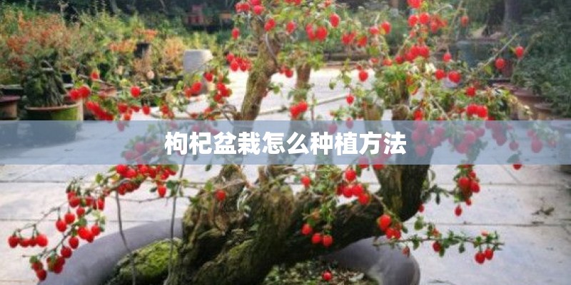 枸杞盆栽怎么种植方法