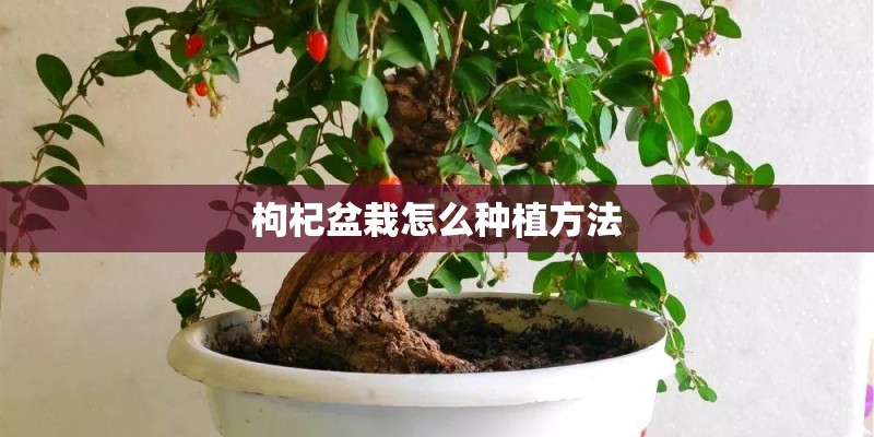 枸杞盆栽怎么种植方法