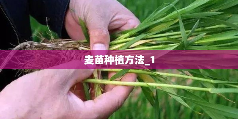 麦苗种植方法_1