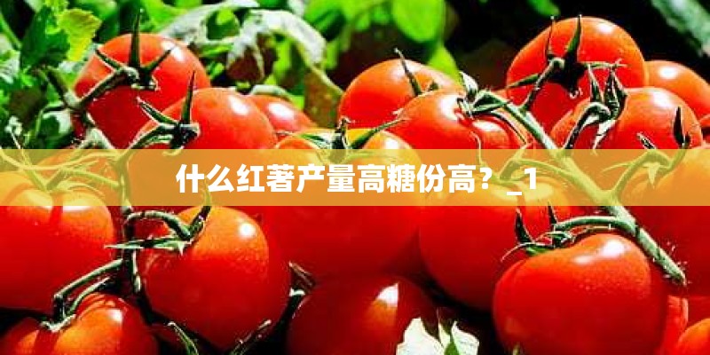 什么红著产量高糖份高？_1