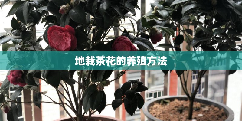 地栽茶花的养殖方法