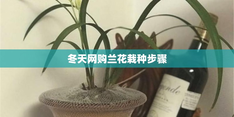 冬天网购兰花栽种步骤