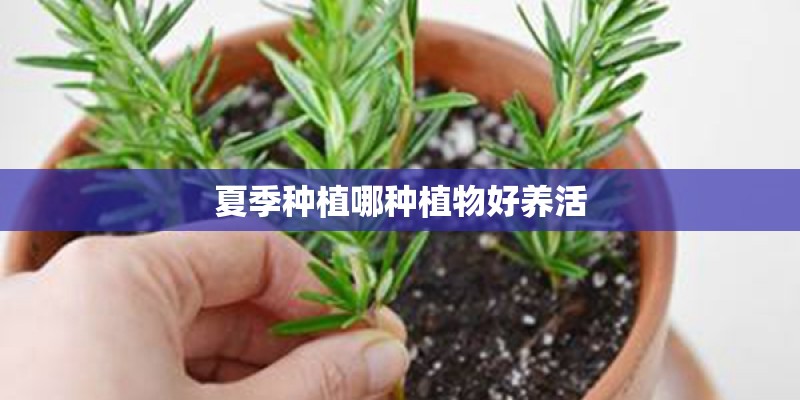 北方春季室内种植花草养护知识