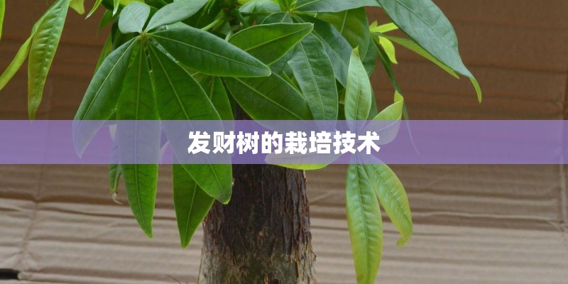 发财树的栽培技术