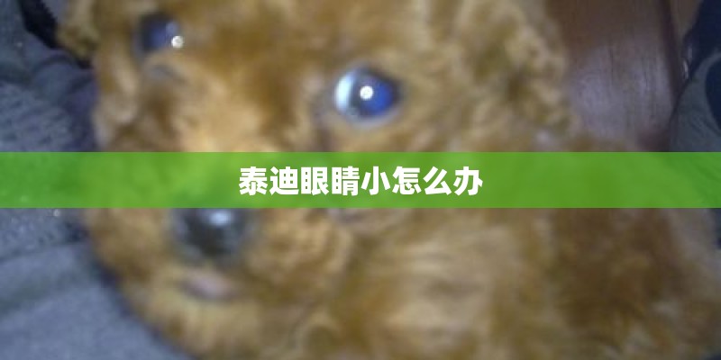 泰迪眼睛小怎么办