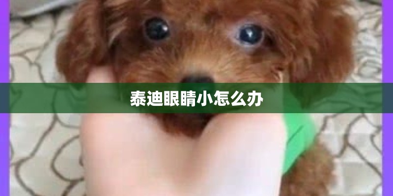 泰迪眼睛小怎么办
