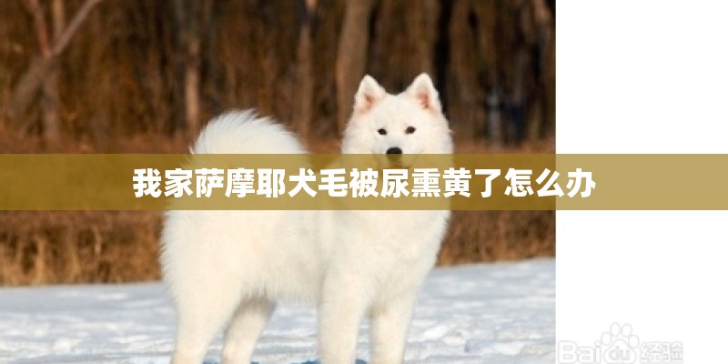 我家萨摩耶犬毛被尿熏黄了怎么办