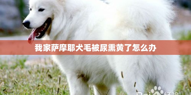我家萨摩耶犬毛被尿熏黄了怎么办