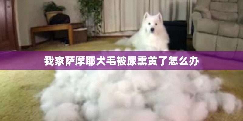 我家萨摩耶犬毛被尿熏黄了怎么办