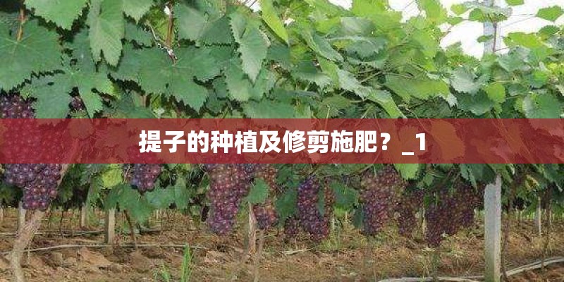 提子的种植及修剪施肥？_1
