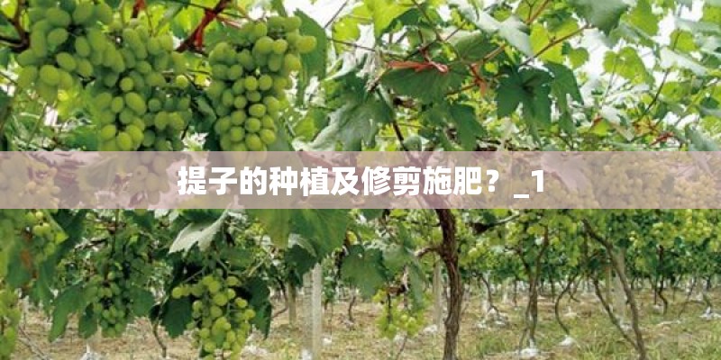 提子的种植及修剪施肥？_1