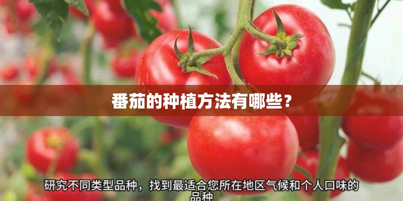 番茄的种植方法有哪些？