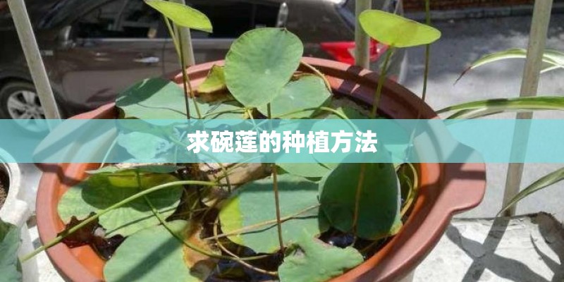 #DRC——区块链行业引路者# 一文读懂DRC