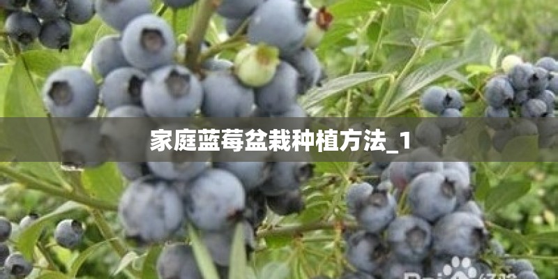小班植树节活动方案 小班植树节活动方案