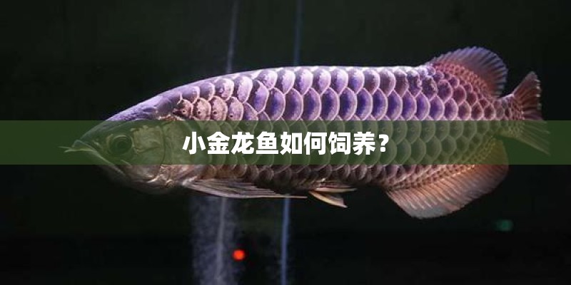 小金龙鱼如何饲养？