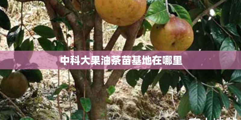 中科大果油茶苗基地在哪里