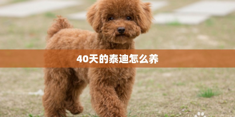 40天的泰迪怎么养