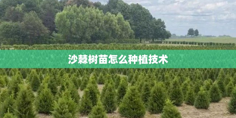 沙棘树苗怎么种植技术