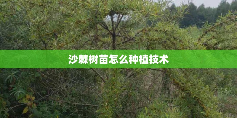 沙棘树苗怎么种植技术