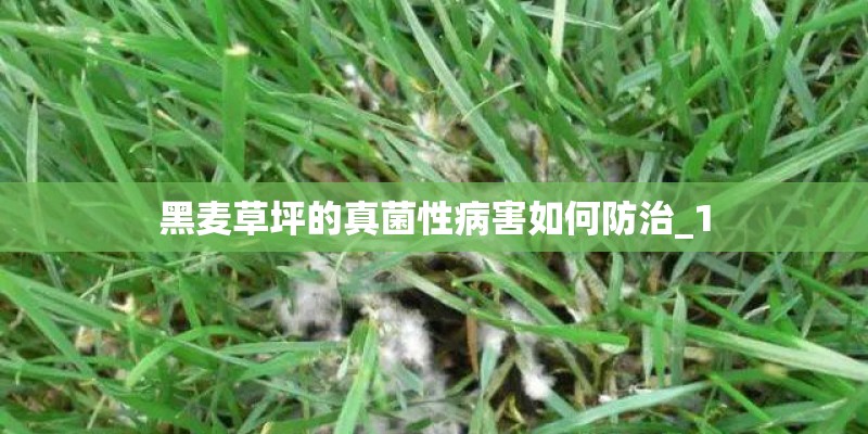 黑麦草坪的真菌性病害如何防治_1