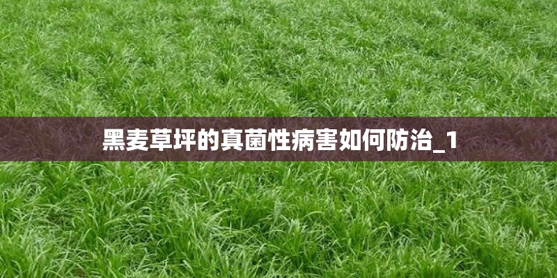 黑麦草坪的真菌性病害如何防治_1