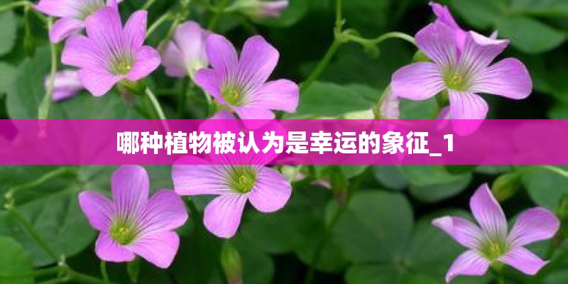 以花为名的英文名