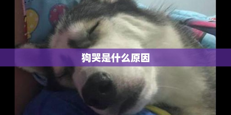 狗哭是什么原因