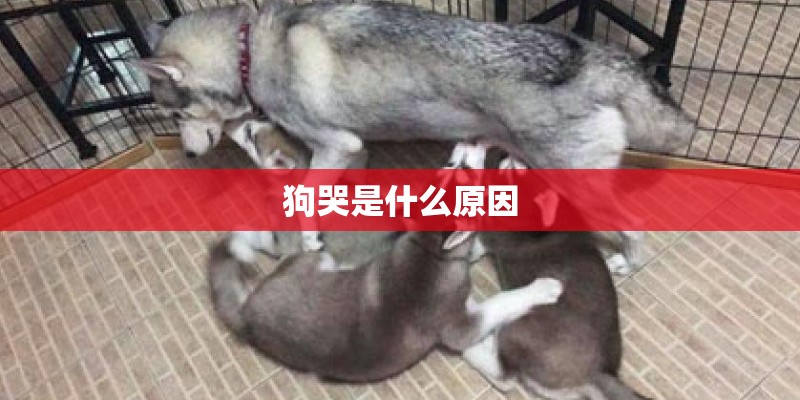 狗哭是什么原因