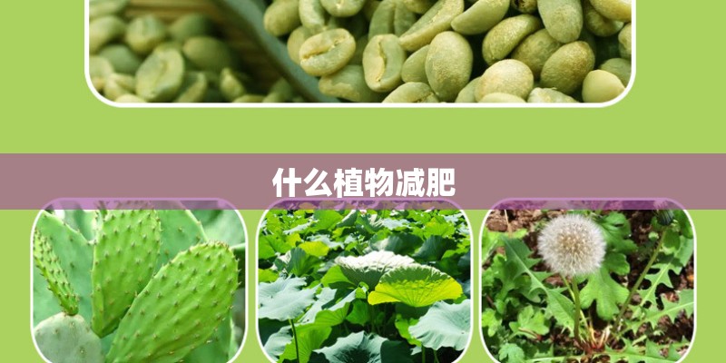 什么植物减肥