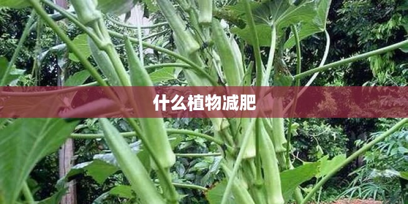 什么植物减肥