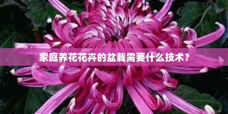 家庭养花花卉的盆栽需要什么技术？