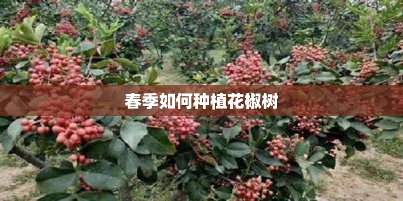 春季如何种植花椒树