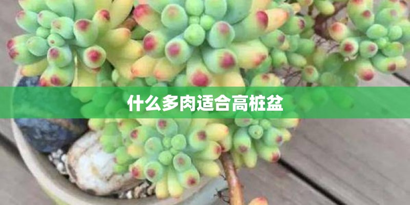 什么多肉适合高桩盆