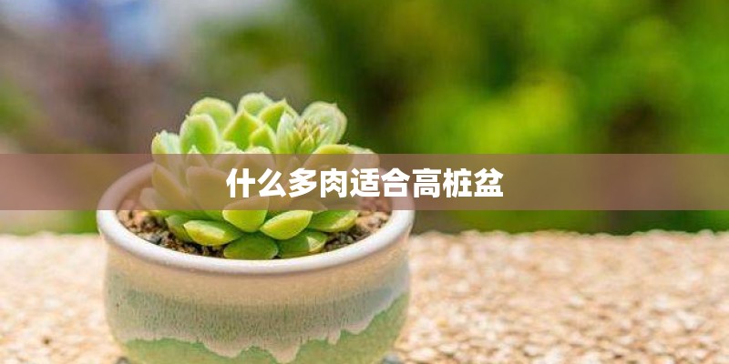 什么多肉适合高桩盆
