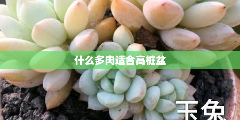 什么多肉适合高桩盆